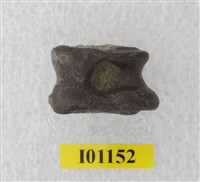 藏品(魚骨)的圖片